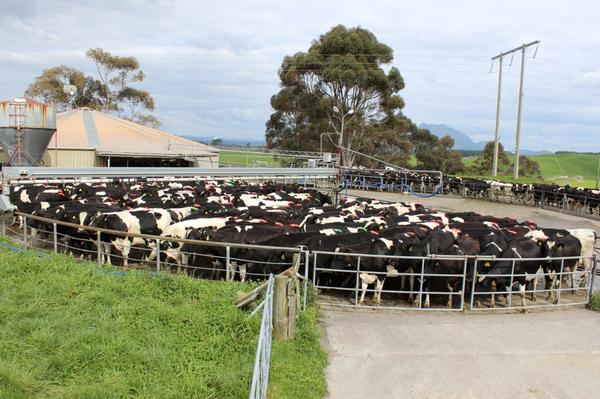 The substantial and award-winning Lake Farm dairy unit in the Bay of Plenty is on the market for sale.  